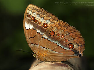 Stichophthalma mathilda ssp.