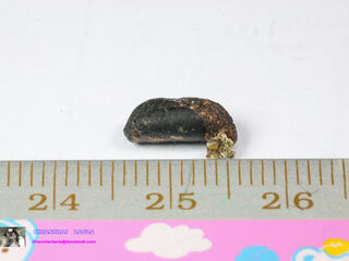 Surendra quercetorum quercetorum