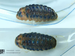 Deudorix epijarbas epijarbas