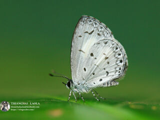 Celatoxia marginata marginata