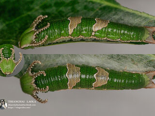 Polyura delphis delphis