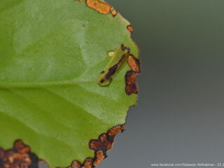 Tajuria ister tussis