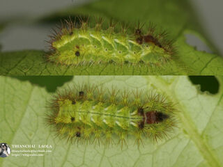 Rapala pheretima petosiris