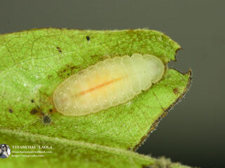 Arhopala rama ramosa