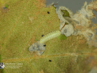 Arhopala birmana birmana