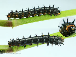 Junonia orithya ocyale