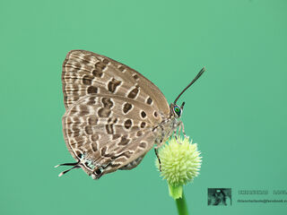 Arhopala alitaeus mirabella