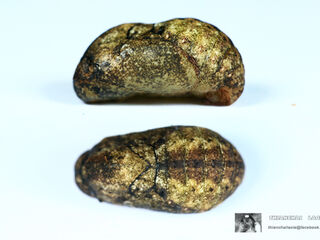 Iraota timoleon timoleon