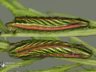 Surendra quercetorum quercetorum