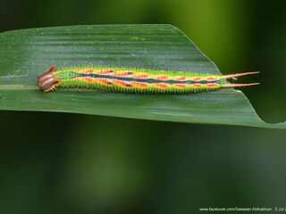 Elymnias dara darina