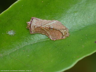 Jacoona anasuja anasuja