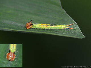 Elymnias dara darina