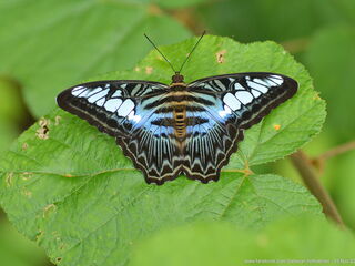 Parthenos sylvia lilacinus