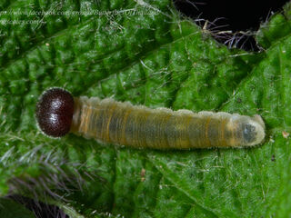 Celaenorrhinus nigricans nigricans