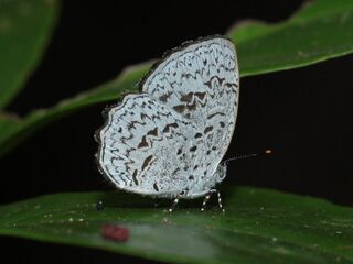 Lycaenidae (วงศ์ผีเสื้อสีน้ำเงิน)