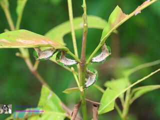 Papilio demolion demolion