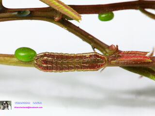 Zinaspa todara karennia