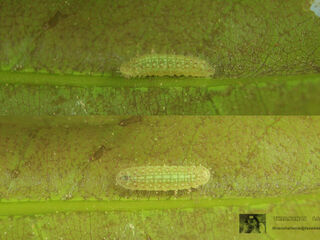 Arhopala alitaeus mirabella