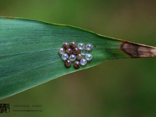 Discophora sondaica zal