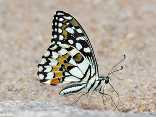 Papilio demoleus malayanus