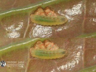 Cheritrella truncipennis