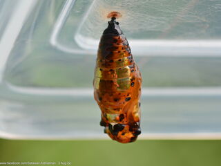 Idea lynceus lynceus