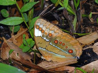 Stichophthalma mathilda ranohngensis