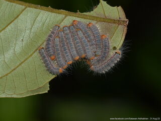 Poritia philota philota