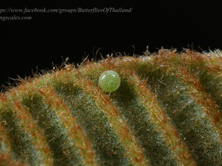 Araotes lapithis lapithis