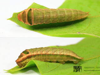 Graphium antiphates nebulosus