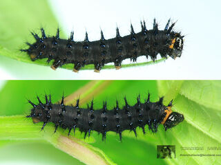 Junonia hierta hierta