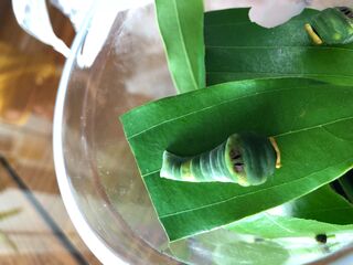 Meandrusa payeni ciminius