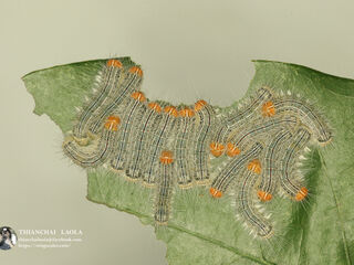 Poritia erycinoides elsiei