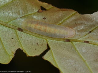 Arhopala muta maranda