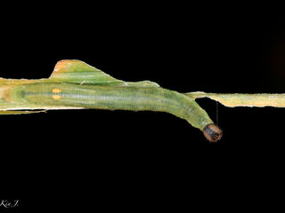 Telicota bambusae bambusae