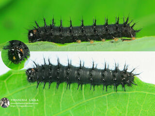Junonia lemonias lemonias