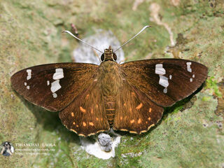 Celaenorrhinus patula