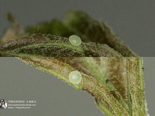 Rapala manea schistacea