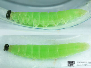 Ancistroides paralysos asawa