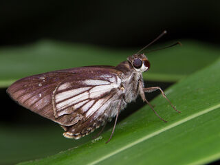 Unkana ambasa attina