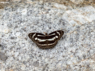 Athyma pravara helma