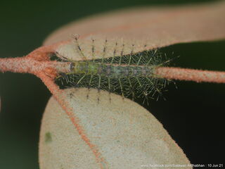 Euthalia adonia beata