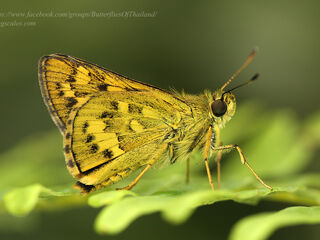 Potanthus trachala tytleri