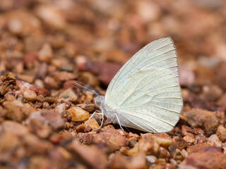 Catopsilia pyranthe pyranthe