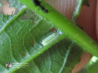 Arhopala atosia jahara