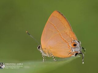 Tajuria yajna ellisi