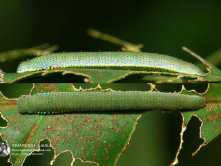 Hebomoia glaucippe glaucippe