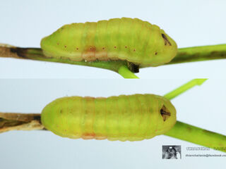 Iraota timoleon timoleon