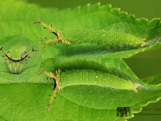 Euripus nyctelius nyctelius