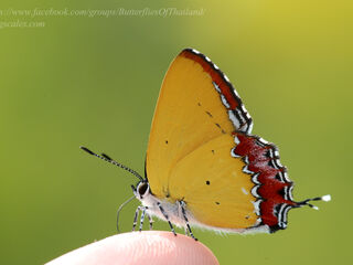 Heliophorus epicles latilimbata